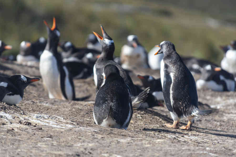 Pingüino Gentoo - islas Falkland o Malvinas 24.jpg